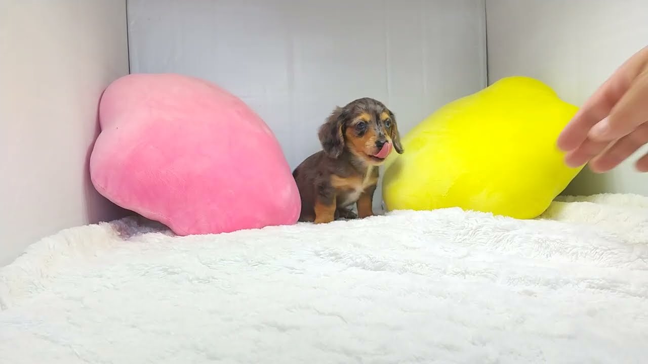 ミニチュアダックスフンド ロング 愛知県 男の子 22年4月日 シルバーダップル Pra発症しません 鍵シッポくんのため価格調整 みんなのブリーダー 子犬id 25 ミニチュアダックスフンド ロング 愛知県 男の子 22年4月日 シルバーダップル Pra発症しません 鍵シッポくんのため価格調整 みんなのブリーダー 子犬id 25