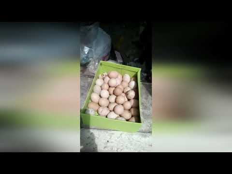 Видео: Как да готвя пълнени яйца от черен дроб на треска