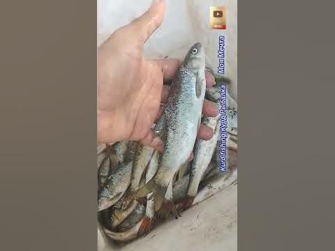 Речная Рыба Самая вкусная #fishing #рыбалка #سمك #baliqovi #carpfishing ...
