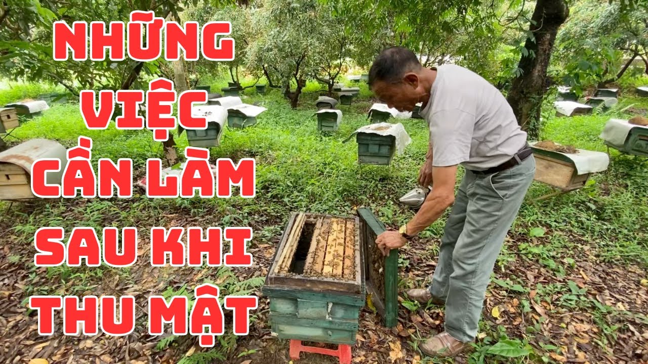 Kiểm tra đàn ong sau khi thu hoạch mật