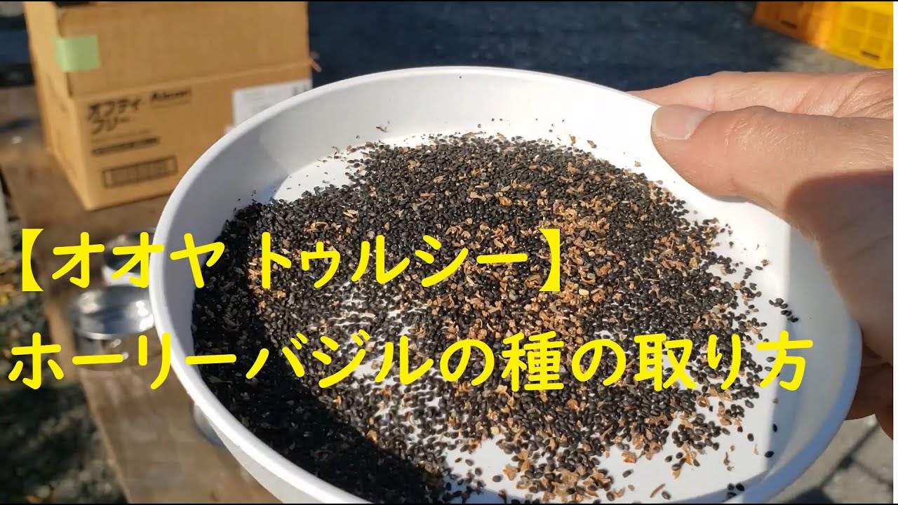 ホーリーバジルの種の取り方【オオヤ トゥルシー】How to get Holy Basil seeds [Oya Tulsi] - YouTube
