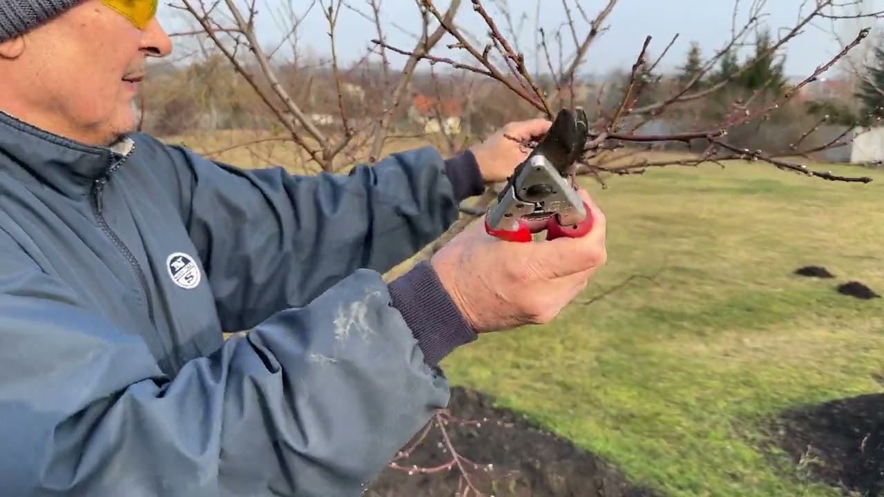 Őszibarack metszése 2023.02.24-én  -  Pruning of peach tree on 24/02/2023
