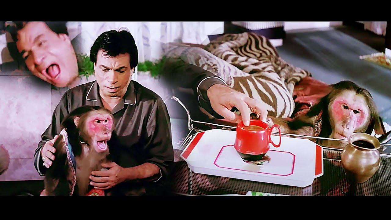 अबे बन्दर तू गरम चाय में ऊँगली डालता है Kader Khan Bollywood ज़बरदस्त डबल धमाल Comedy सीन