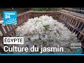 Culture du jasmin en gypte  la varit la plus apprcie rcolte  shubra beloula