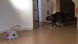 ここ掘れにゃんにゃん猫 ノルウェージャンフォレストキャットPlease dig here.Norwegian Forest Cat.