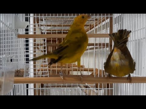 Dicas de CRIAÇÃO de CANÁRIO Da TERRA da passo a passo segue o vídeo ...
