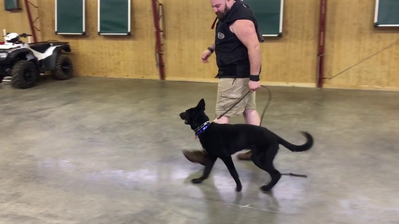 black mirror season 5 Black German Shepherd Male 