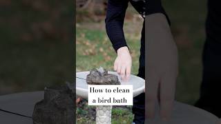 How to Clean a Bird Bath! #birdbaths
