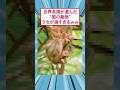 世界各国が選んだ“国の動物”、クセが強すぎるｗｗ #2ch面白いスレ #ゆっくり解説 #2ちゃんまとめ #スレ民 #おもしろ #面白集 #2ちゃんねる #すごい #コンビニ