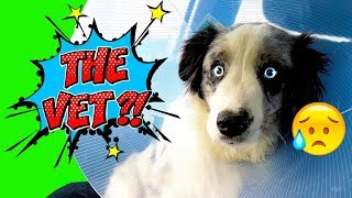 Echo the Aussie goes to the Vet?! by Lunatic the Husky and April 1,290 views 5 years ago 6 minutes, 53 seconds