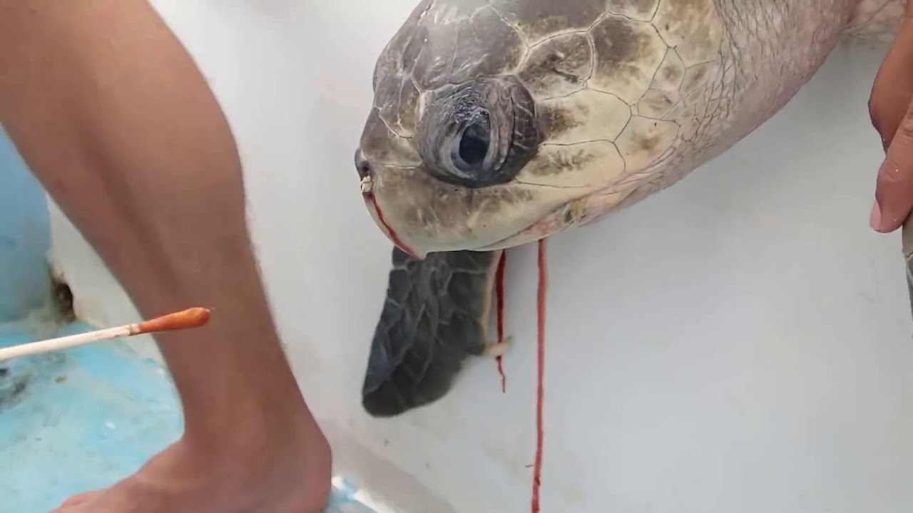 Plastic straw removed from turtle's nose by marine biologists in  heartbreaking video