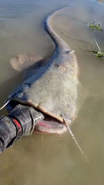 Siluro enorme 🔥 #catfish #fishing #pesca #siluro #deportes