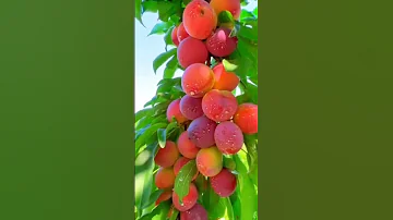وہ میرا نبی میرا نبی ہے نعت Meranabihai Viralshort Naatsharif Naatstatus Naatwhatsappstatus 