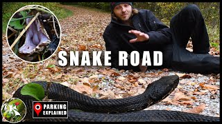 Snake Road | Terrific Wildlife & Easy Nature Trail by Koaw Nature 8,401 views 3 years ago 8 minutes, 55 seconds