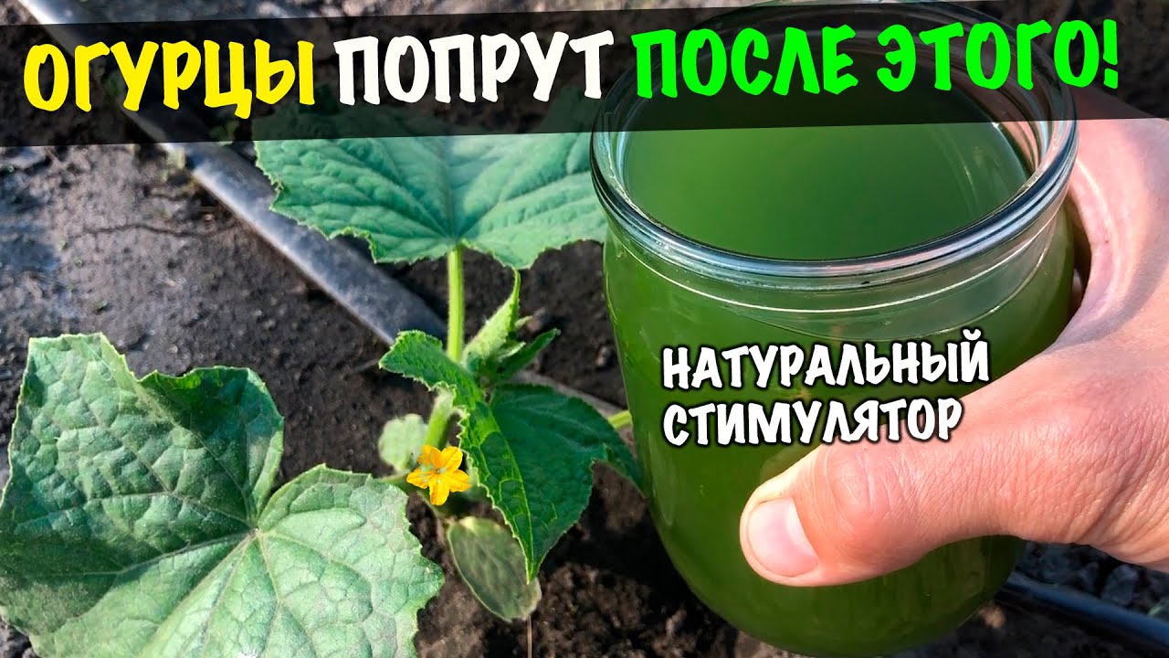 Огурцы попрут на глазах! Мощный природный стимулятор роста для томата ...