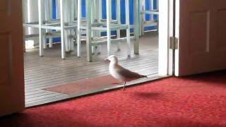 Seaworld Seagull