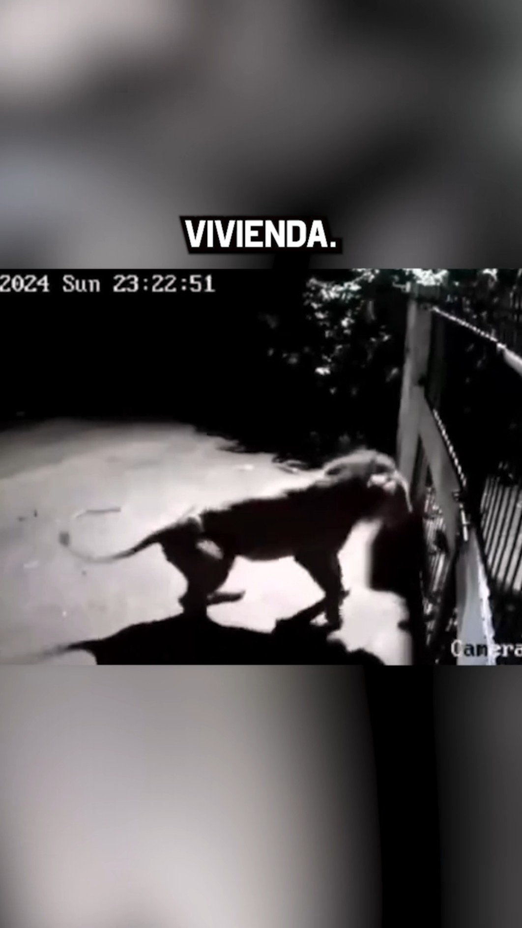 El día que el perro venció al león ???