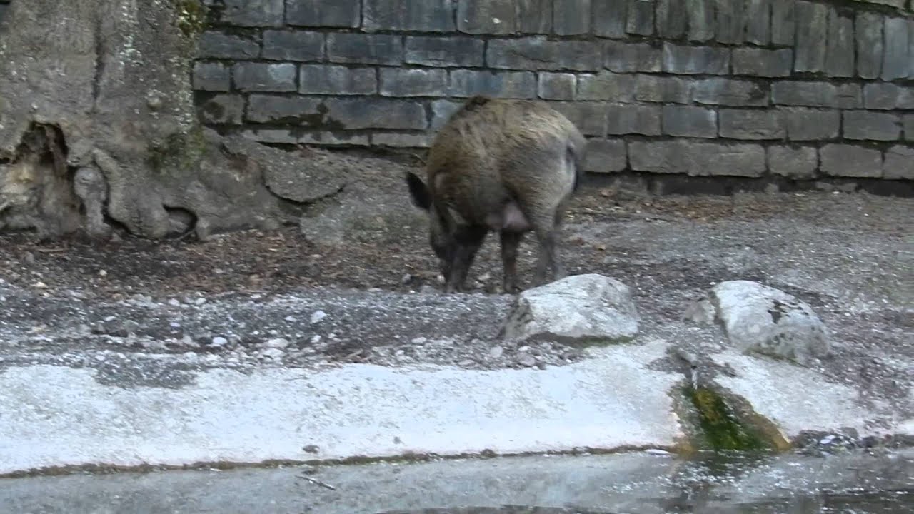 走るうり坊 Wild Boar Running Piglets Youtube