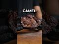 Dry Aged Camel 