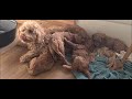 Australien Mini Labradoodle 2023