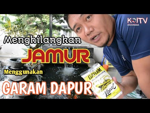 Cara Menghilangkan Jamur Pada Koi