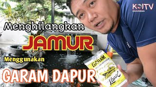 Menghilangkan Jamur pada ikan Koi menggunakan Garam Dapur