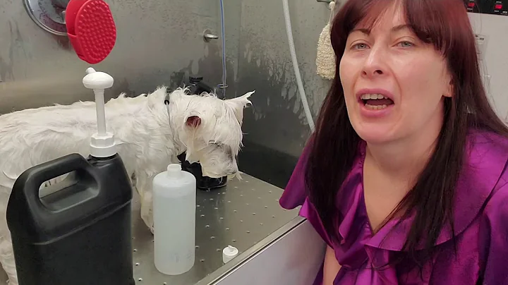 Whitening shampoo that works. Review. Dog Grooming. Grooming white dog. Westie Grooming