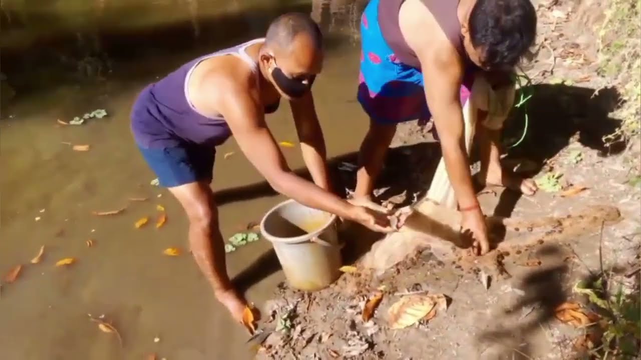 Village pond fishing | Assam pond fishing | Farming fish catching 