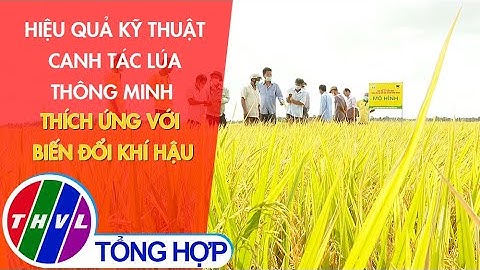 Hiệu quả kỹ thuật canh tác lúa thông minh thích ứng với biến đổi khí hậu