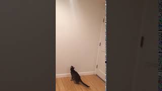 Running on walls or jumping cat. Бегущий по стенам или кот прыгун. Super funny! Funniest cat video!