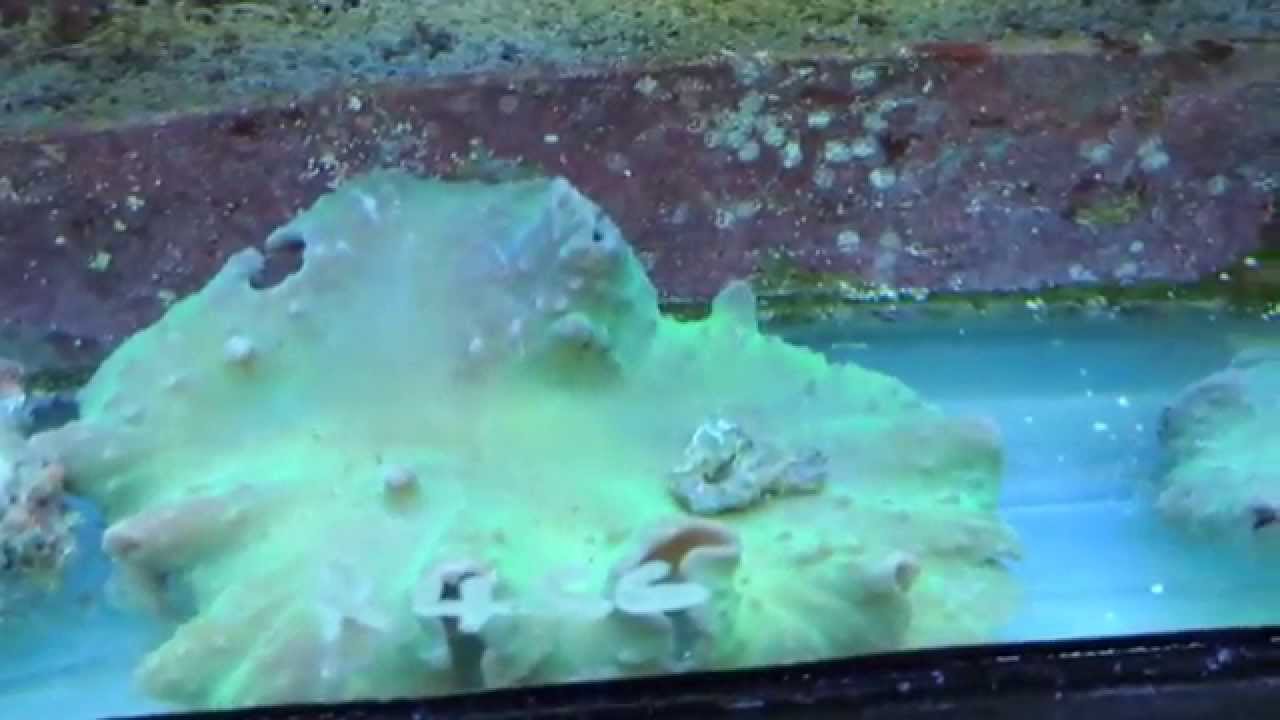GREEN Cabbage Leather Corals Sinularia dura corals for sale 20140620 YouTube