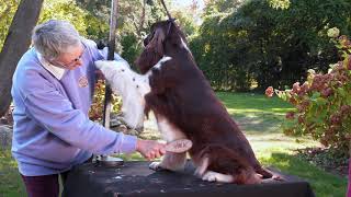 AKC Dog Breed Videos – English Springer Spaniel