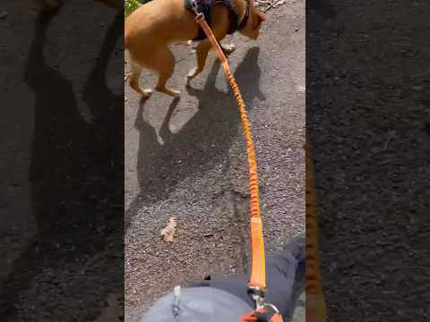 Hands-Free Dog Walking
