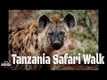 Tanzania Walking Safari ,  Join us on a unforgettable , African Safari, in Tarangire National Park.