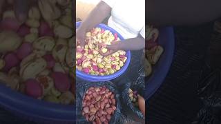 Prices Of Basket Of Kolanut And Bitter kola #PullUpYoShorts #africamonth #DiscoverMyAfrica #short