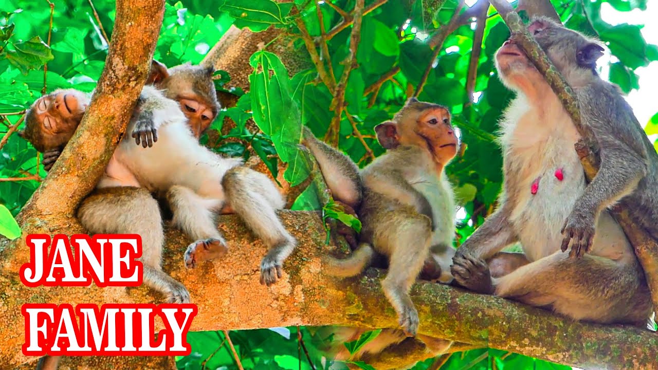Collection videos Jane monkey with family.
