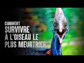 Comment survivre  loiseau le plus meurtrier