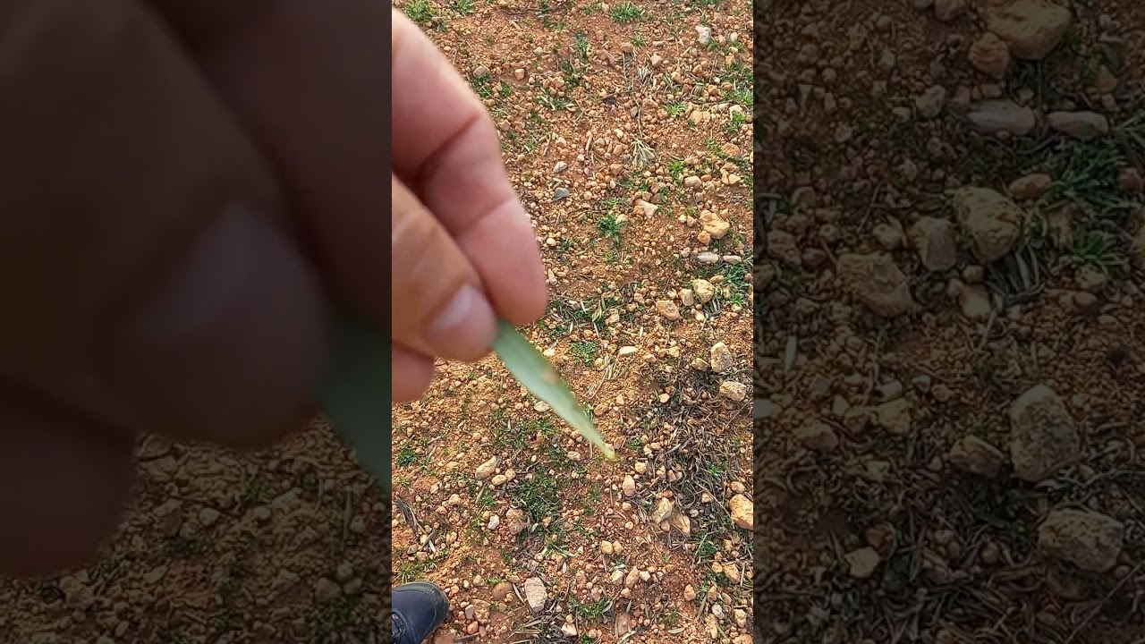 Identificando el repilo y el pray del olivo y como curar