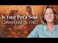 How To Know Your Pet S Soul Is Connected To Yours 12 Signs Of Pet Soul Connection 