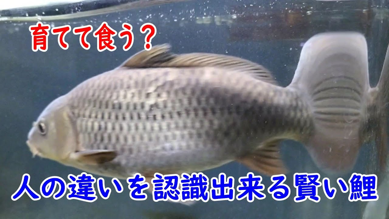 The Koi Born in Our Home: Turning 3 Soon—Seems Smart Enough to