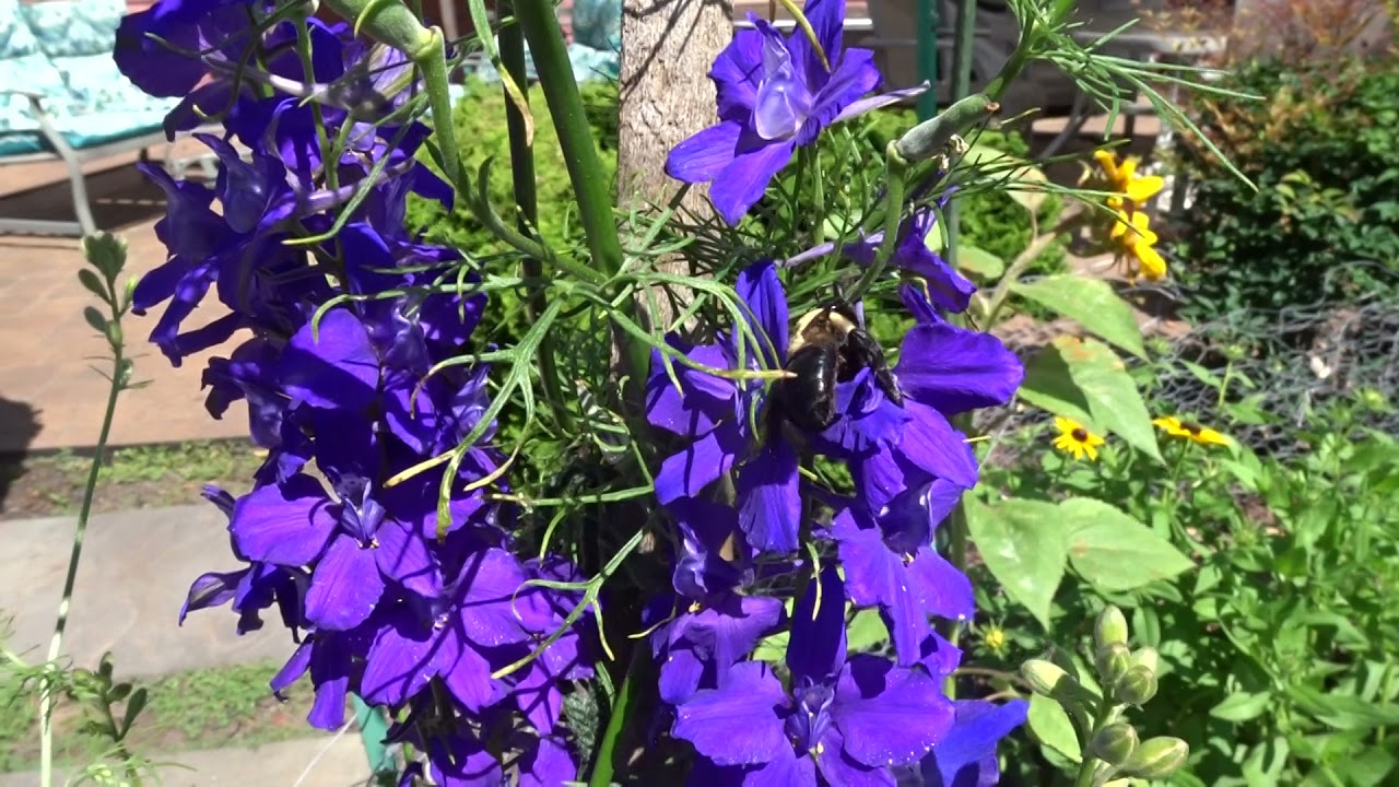 Bee on Rocket Larkspur