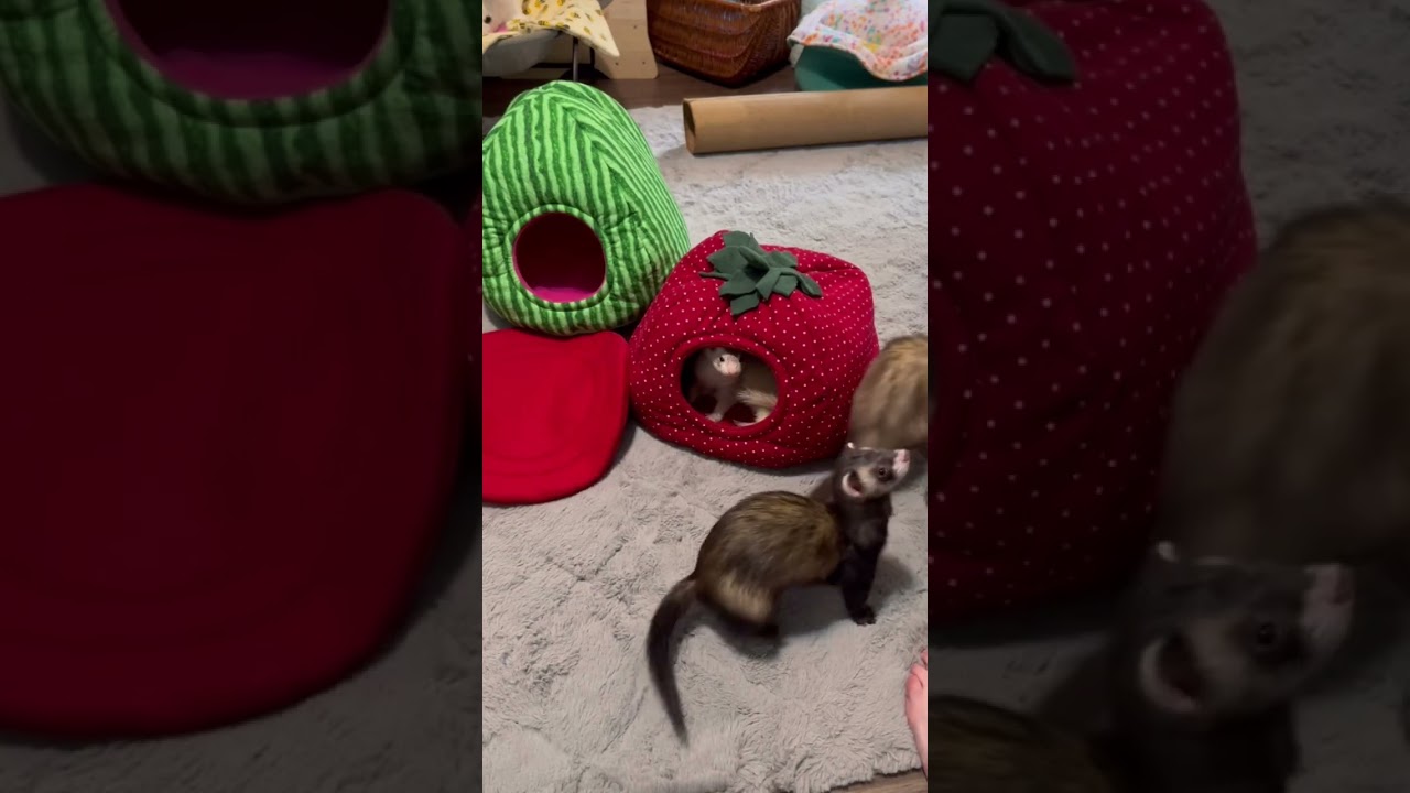 Ferret Approved Summer Beds 