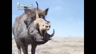 Arodi hewan lucu,bahasa madura