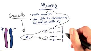Meiosis - Tales from the Genome