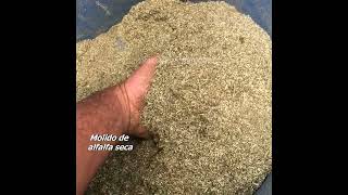 Proceso peletizado alfalfa