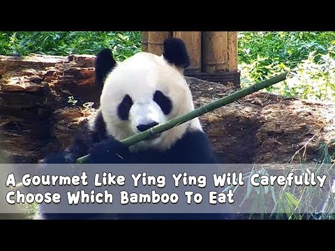 A Gourmet Like Ying Ying Will Carefully Choose Which Bamboo To Eat | iPanda