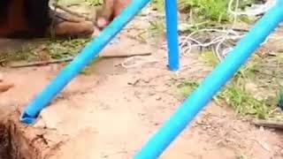 شاهد كيف أنشاء هاذا الصبي الفخ لصيد الطيورWatch the trap this boy made for hunting birds حسون/رياكشن