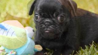 Black Pug Puppy by FuzzyBeastStudio 2,913 views 12 years ago 3 minutes, 10 seconds