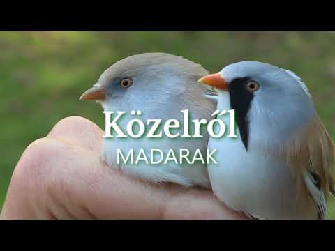 Videó: Eszik a szarvas az örökzöld cserjéket?