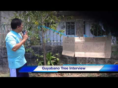 Guyabano Tree Interview Youtube Guyabano Tree Interview Youtube
